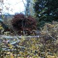 hecke3.jpg